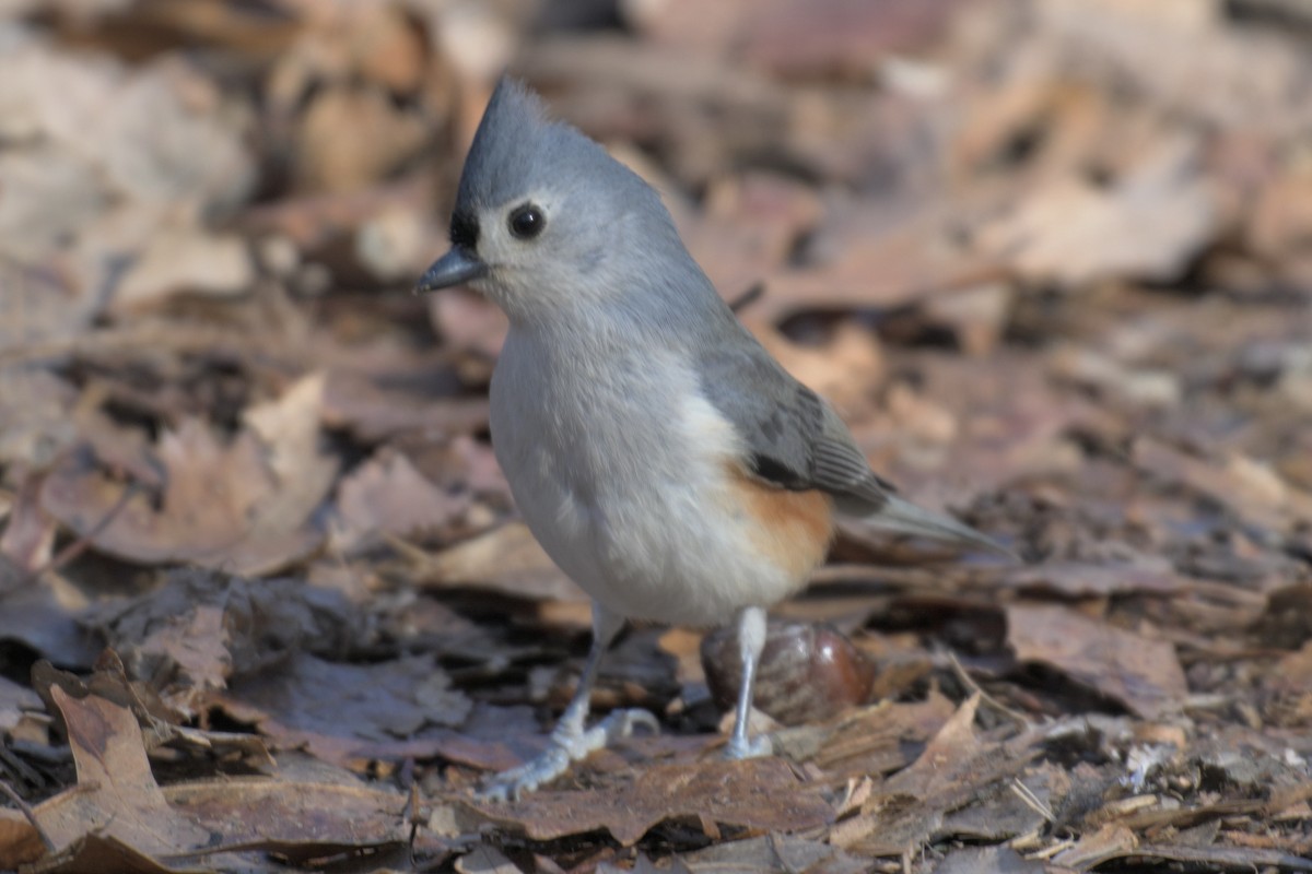 Tufted Titmouse - ML646857756