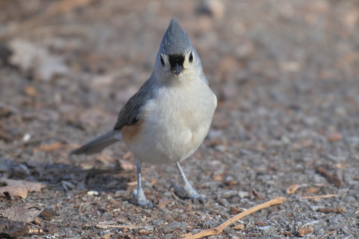 Tufted Titmouse - ML646857758