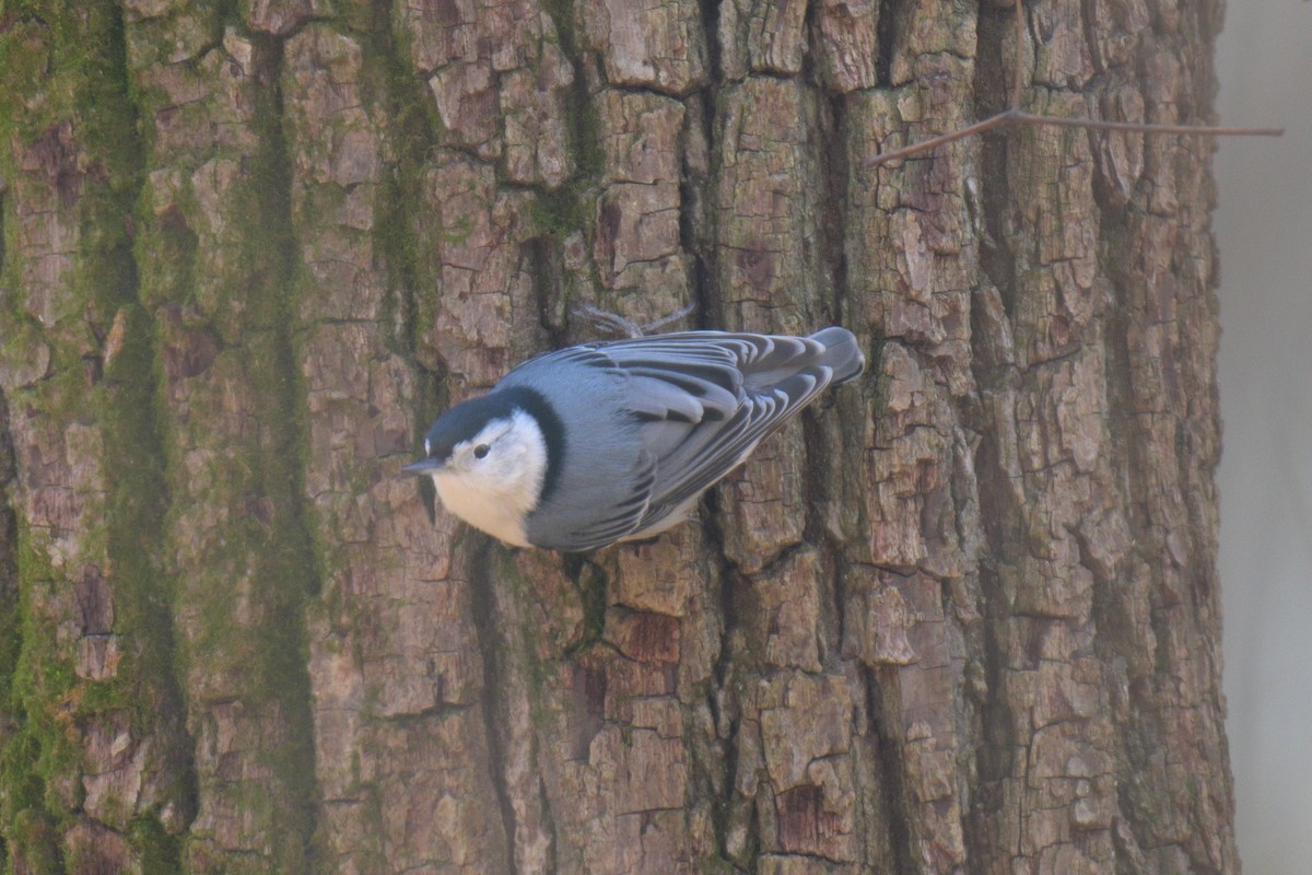 White-breasted Nuthatch - ML646857760