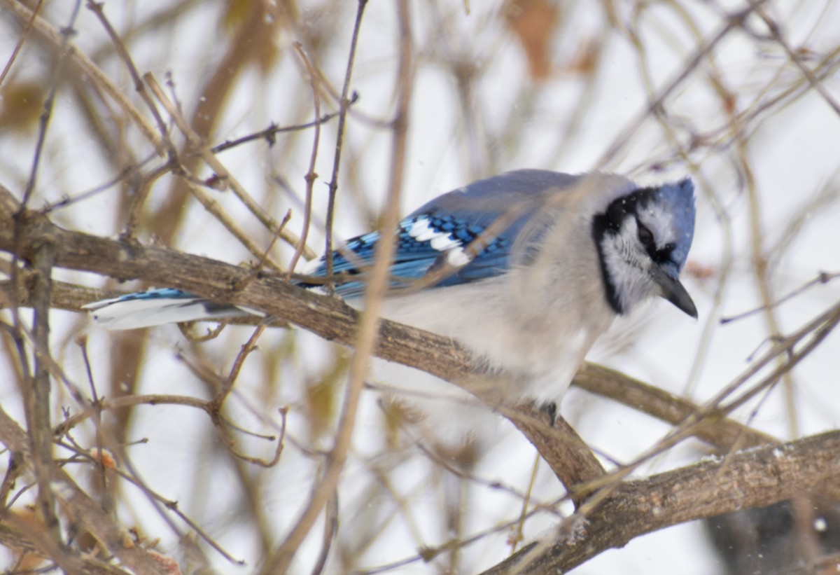 Blue Jay - ML646857761