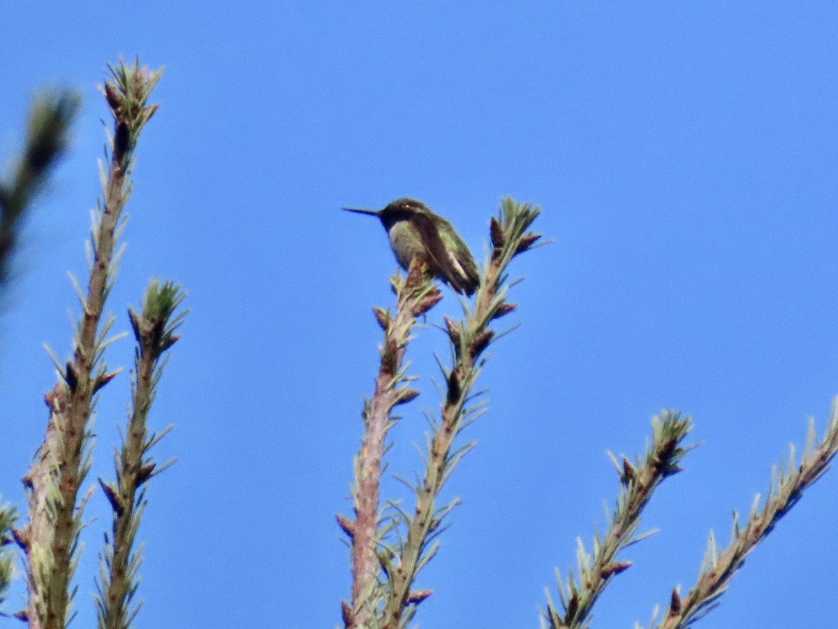 アンナハチドリ - ML646857762