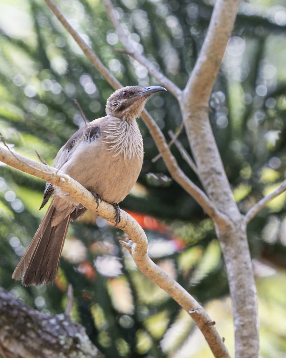 New Caledonian Friarbird - ML646857763