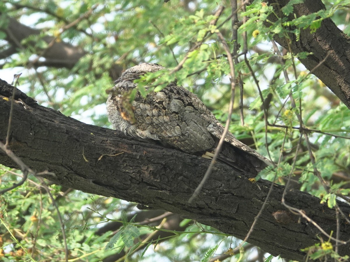 indianattravn - ML646857764