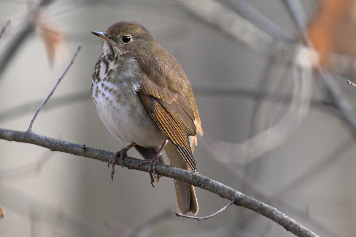 Hermit Thrush - ML646857765