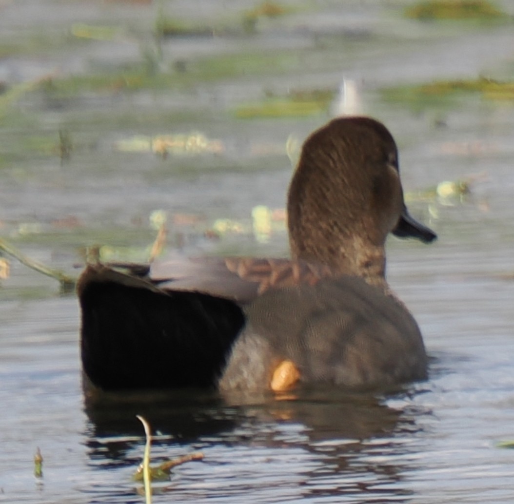 kopřivka obecná - ML646857769
