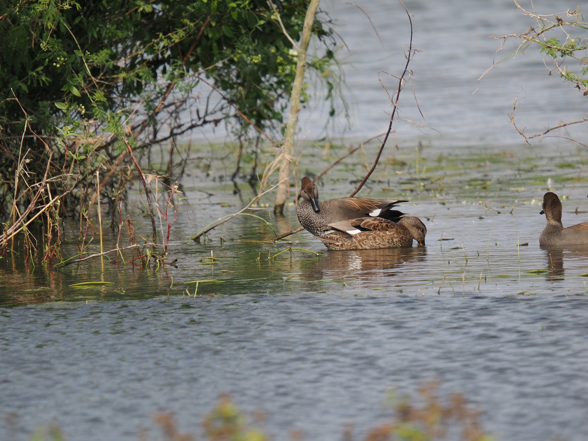 kopřivka obecná - ML646857771