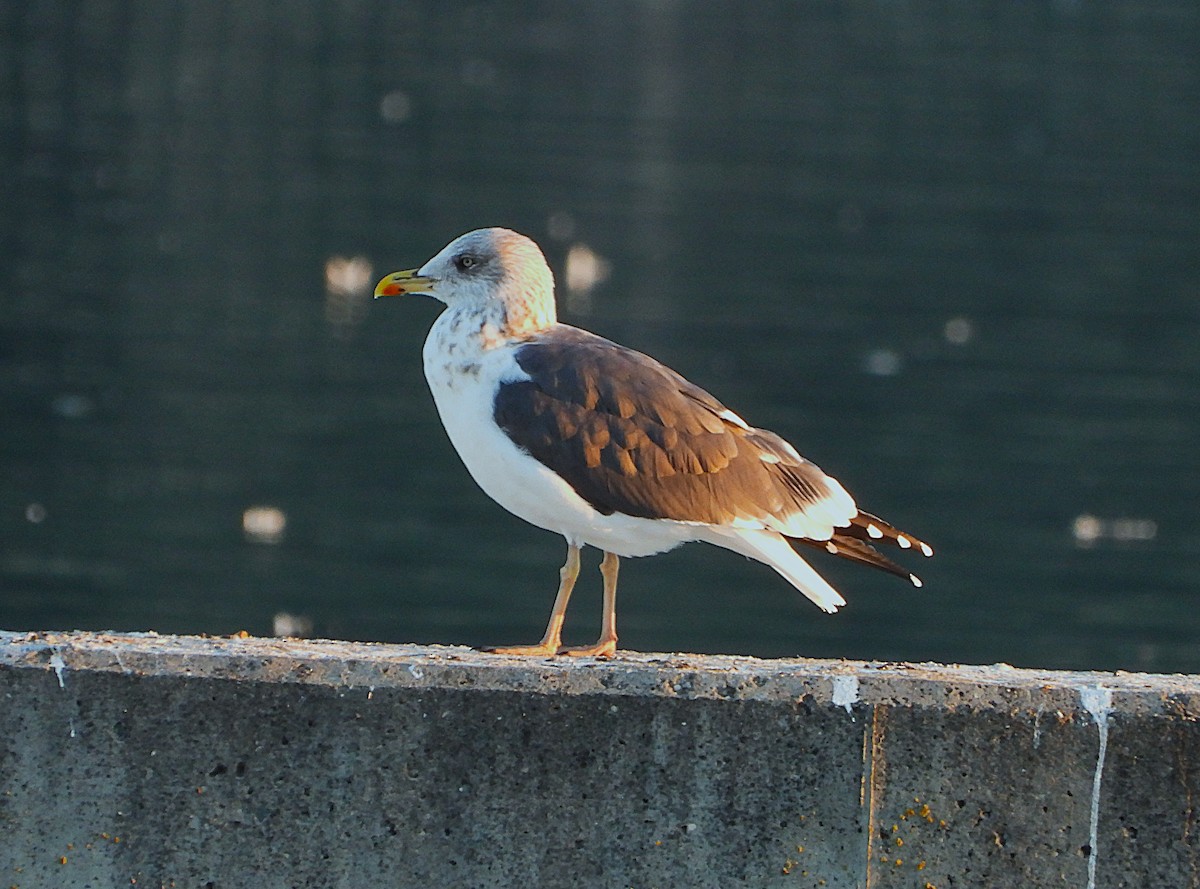 Бэсрэг цахлай - ML646857772