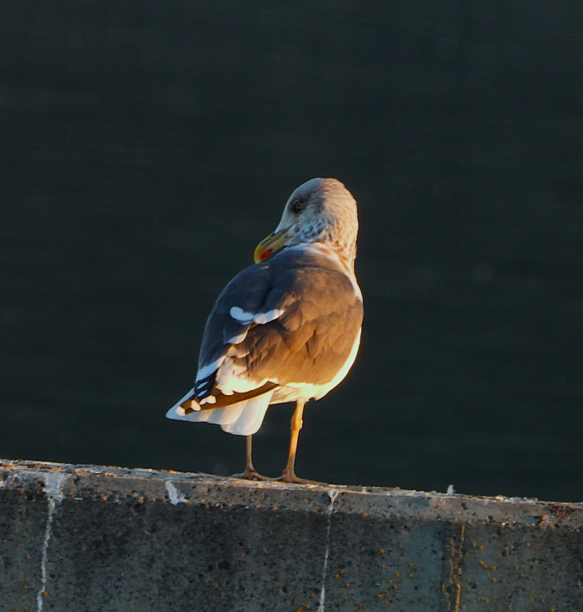 Бэсрэг цахлай - ML646857775