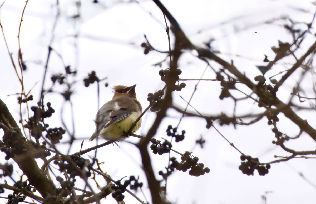 Zedernseidenschwanz - ML646857780