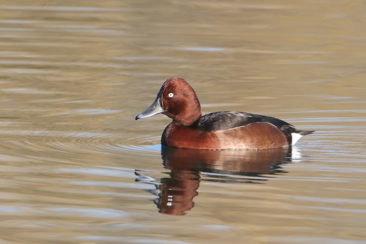 Ferruginous Duck - ML646857783