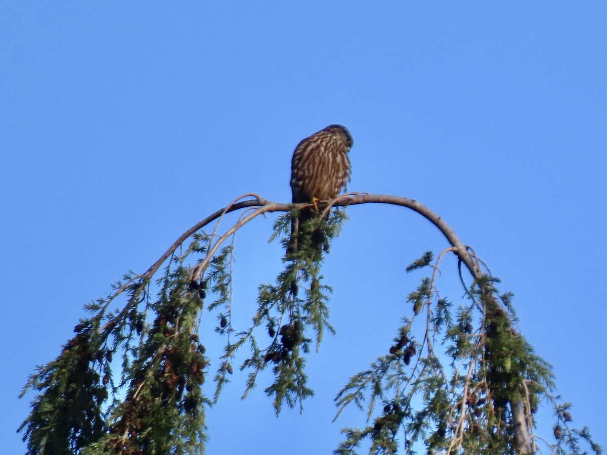 コチョウゲンボウ - ML646857784