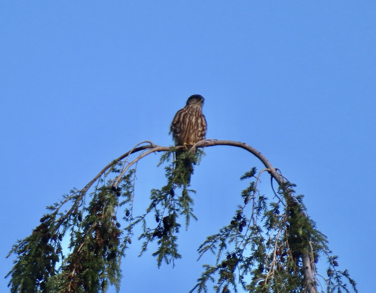 コチョウゲンボウ - ML646857785