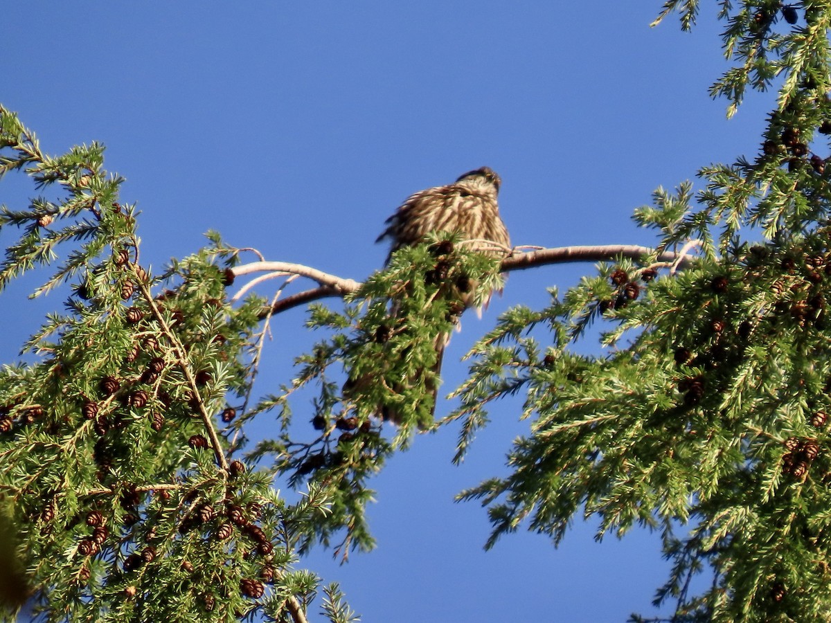 コチョウゲンボウ - ML646857786