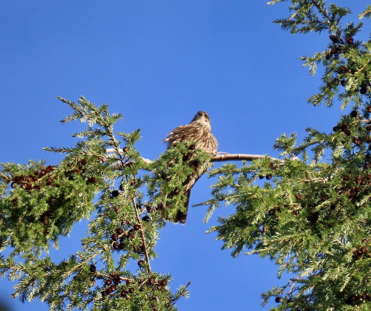コチョウゲンボウ - ML646857787