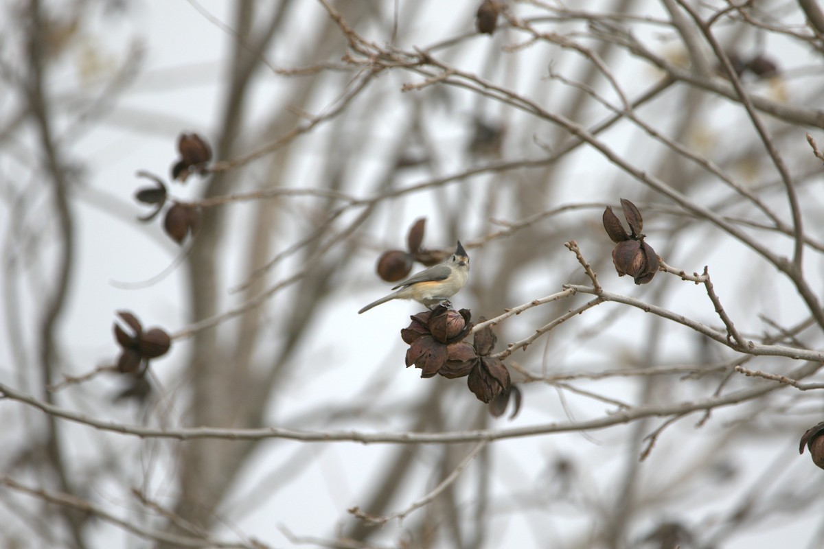 Black-crested Titmouse - ML646857788