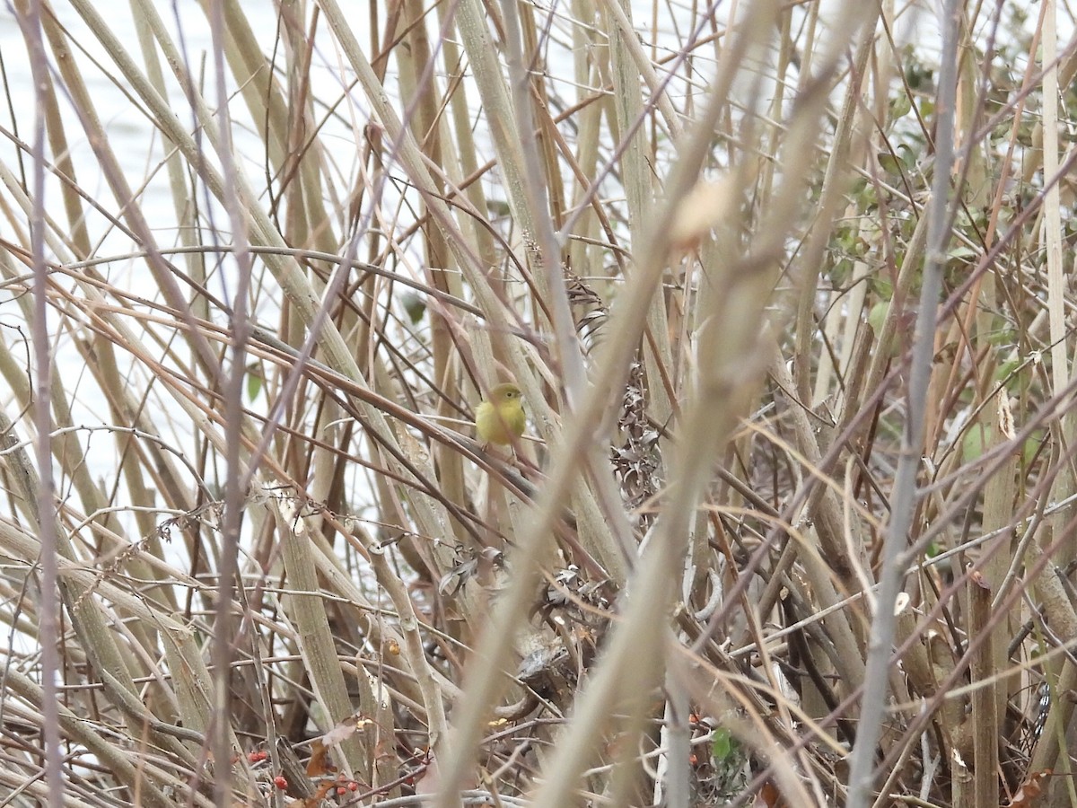 gulparula - ML646857790