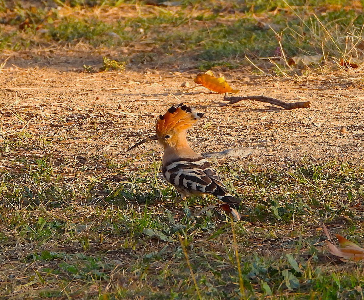 Common Hoopoe - ML646857791
