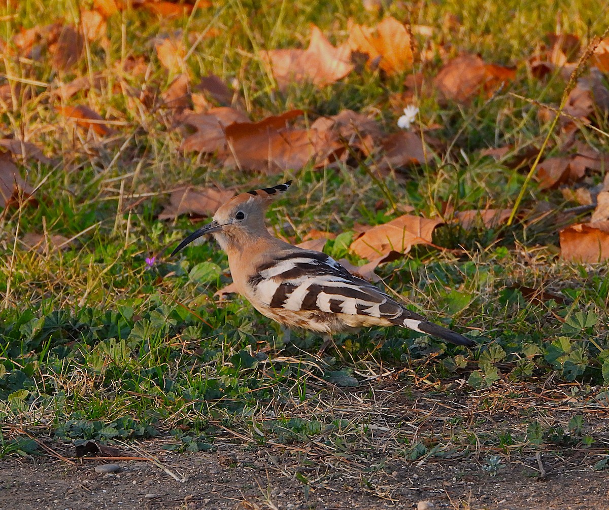 Common Hoopoe - ML646857792