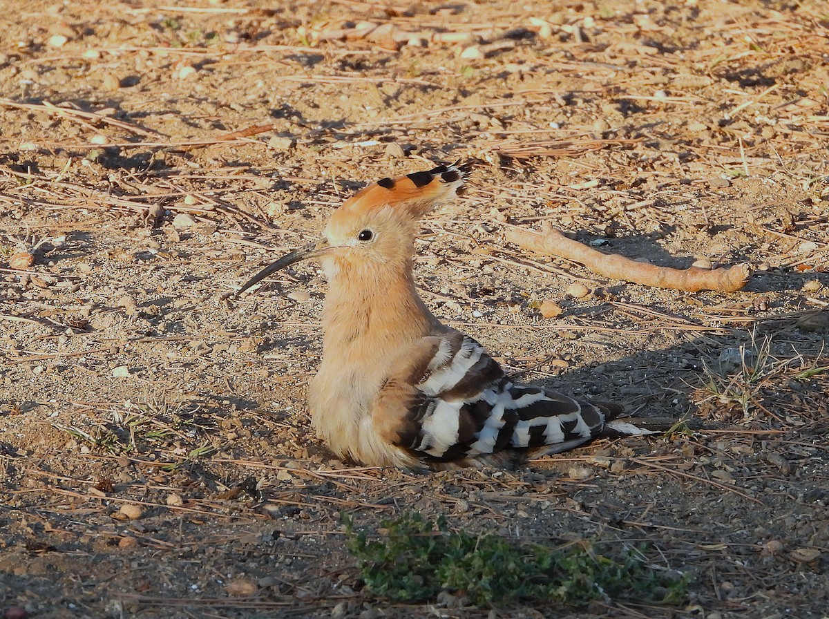 Common Hoopoe - ML646857793