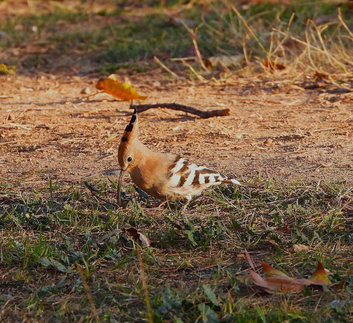 Common Hoopoe - ML646857794