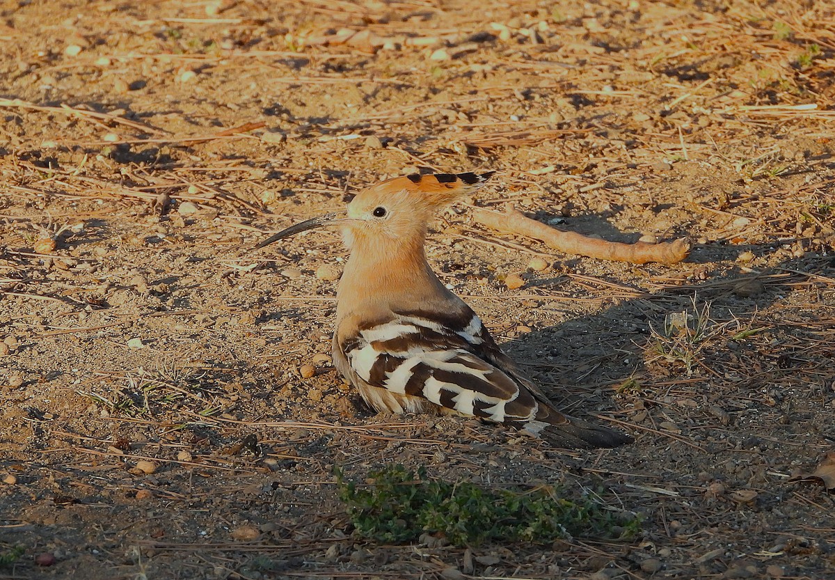 Common Hoopoe - ML646857795