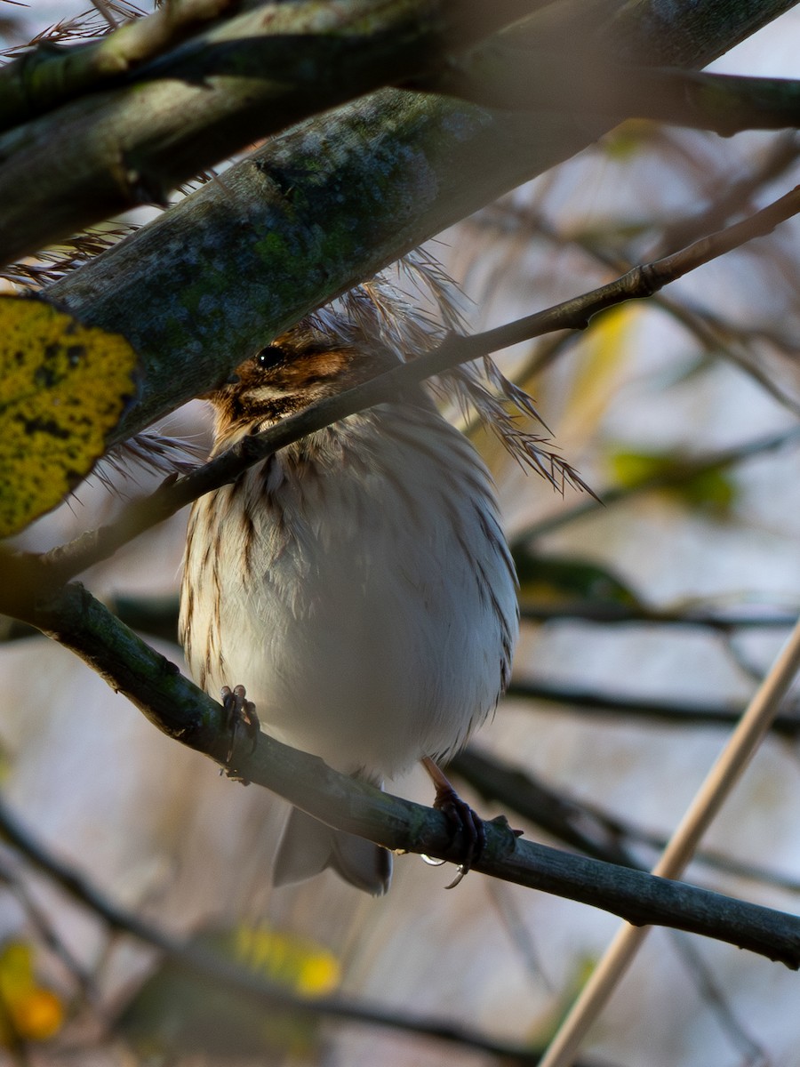 Rohrammer - ML646857796