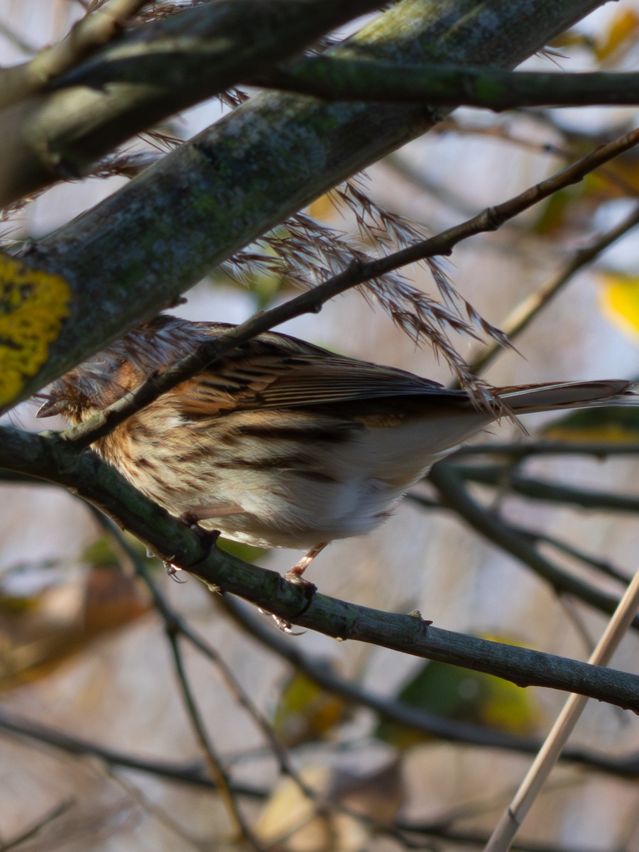 Rohrammer - ML646857797