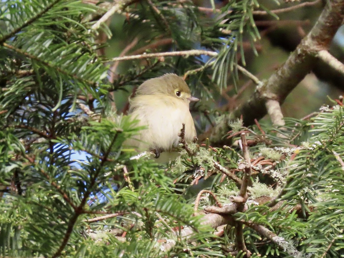 スナイロモズモドキ - ML646857798