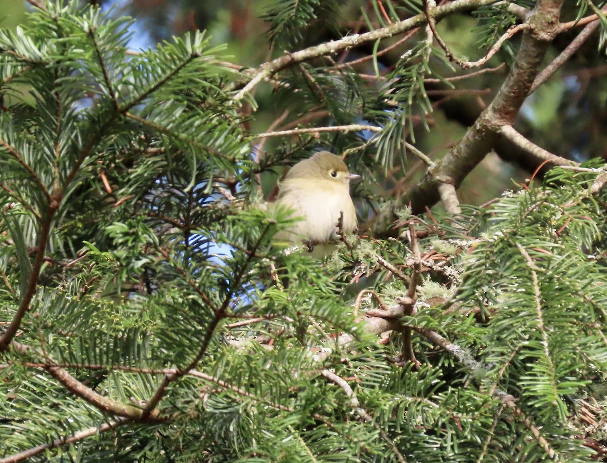 スナイロモズモドキ - ML646857799