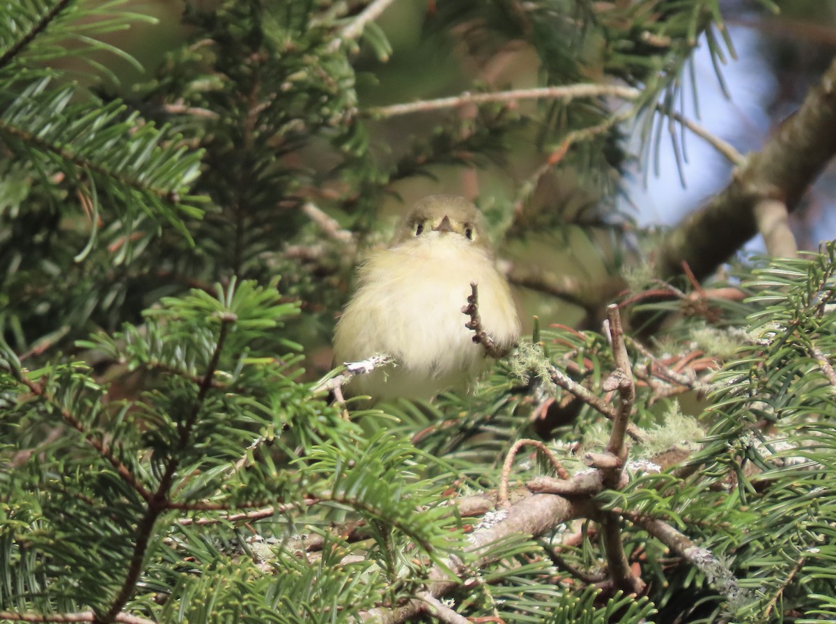 スナイロモズモドキ - ML646857800