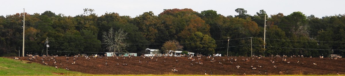 ברנטה קנדית - ML646857801