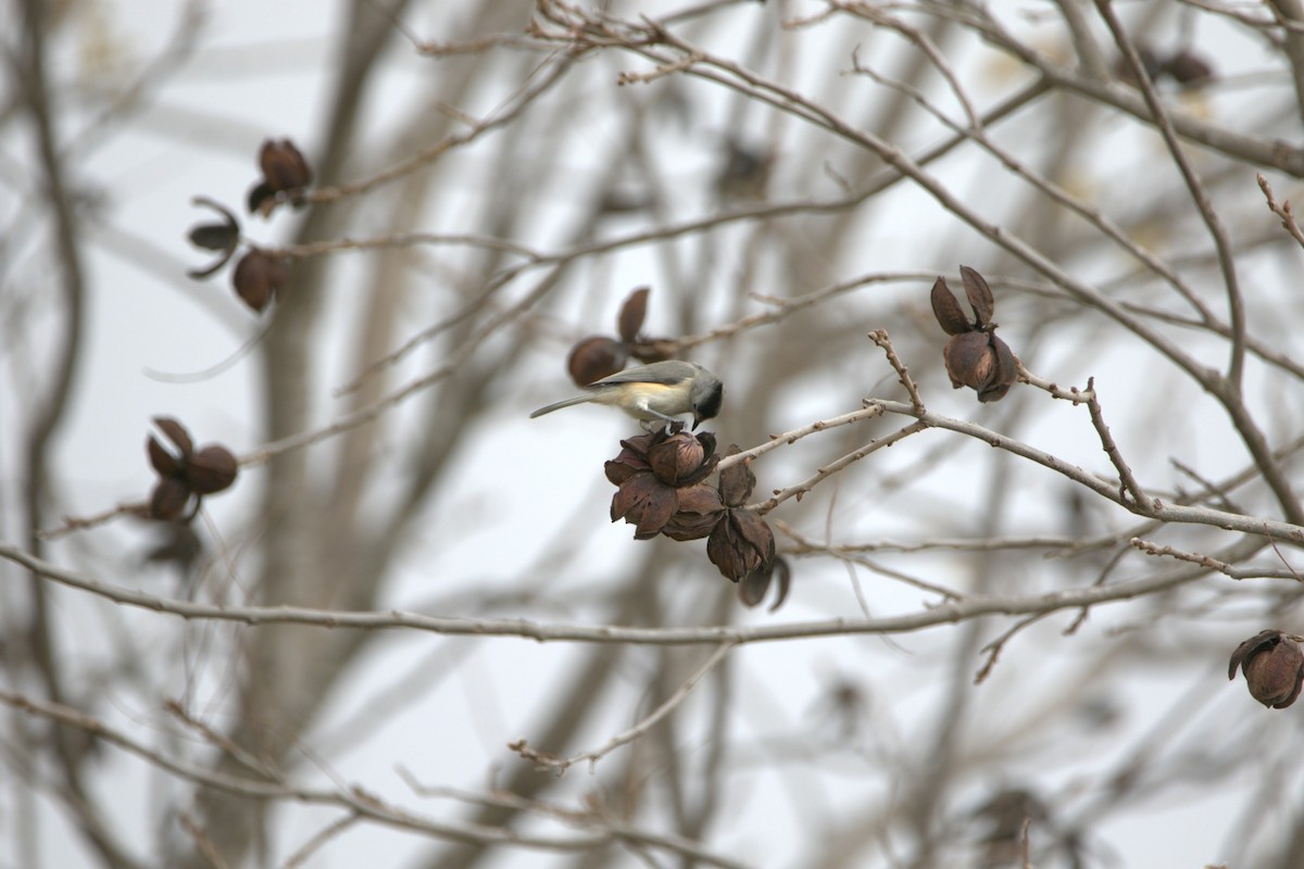 Black-crested Titmouse - ML646857808