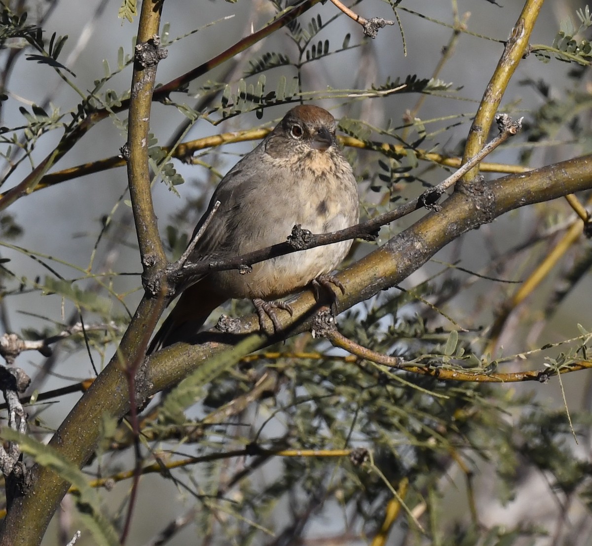 Canyon Towhee - ML646857809