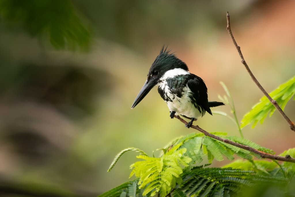 Amazon Kingfisher - ML646857814