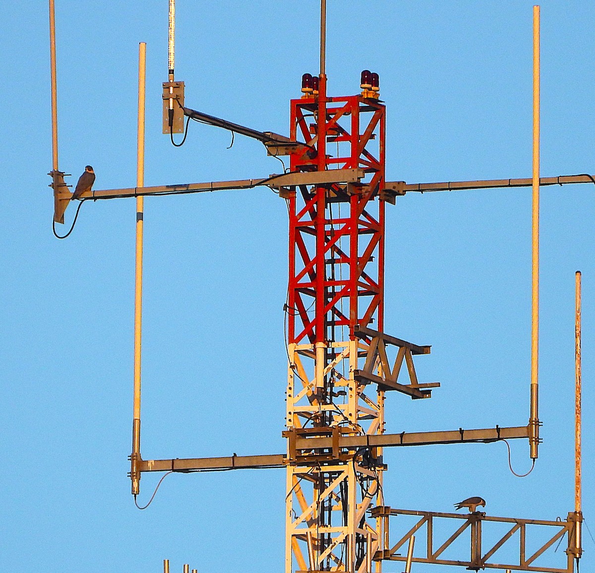 Эгэл шонхор - ML646857815