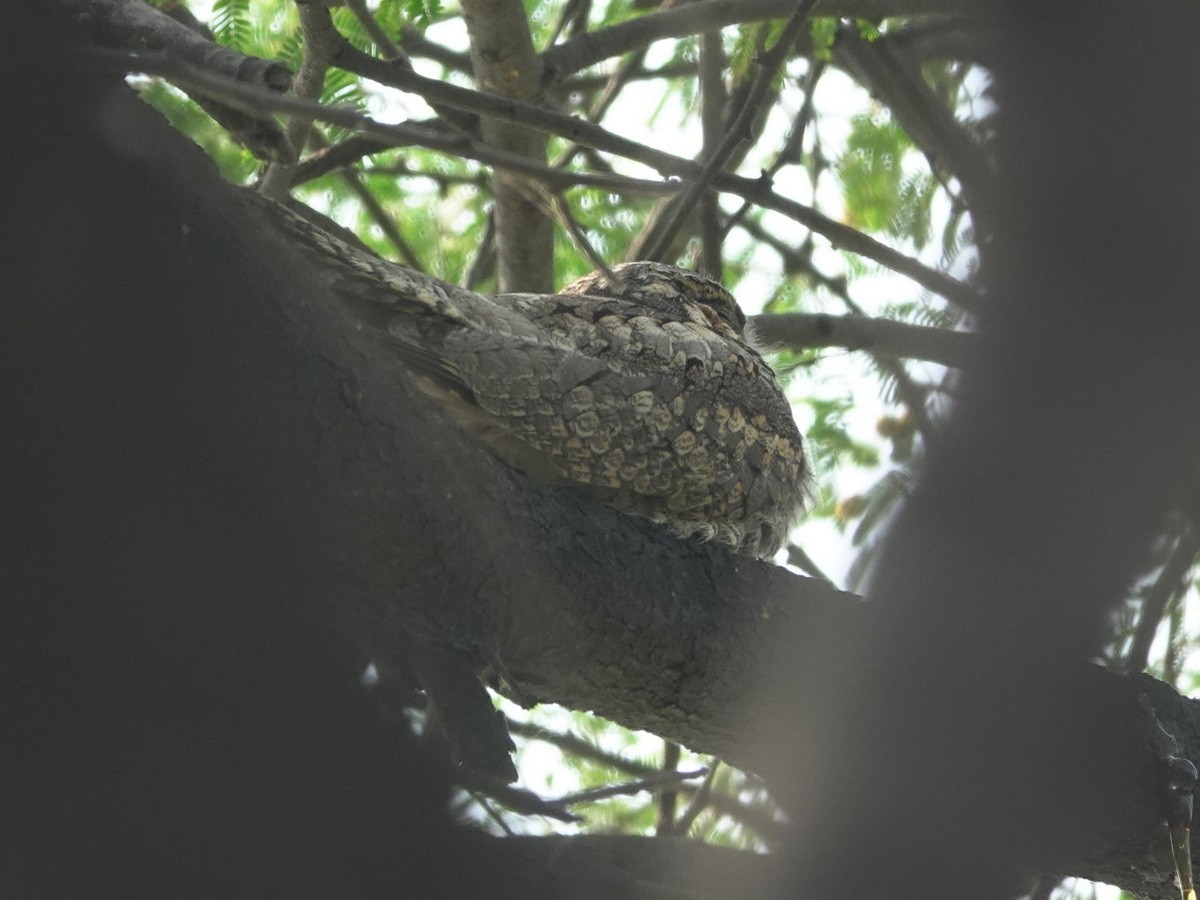 indianattravn - ML646857816