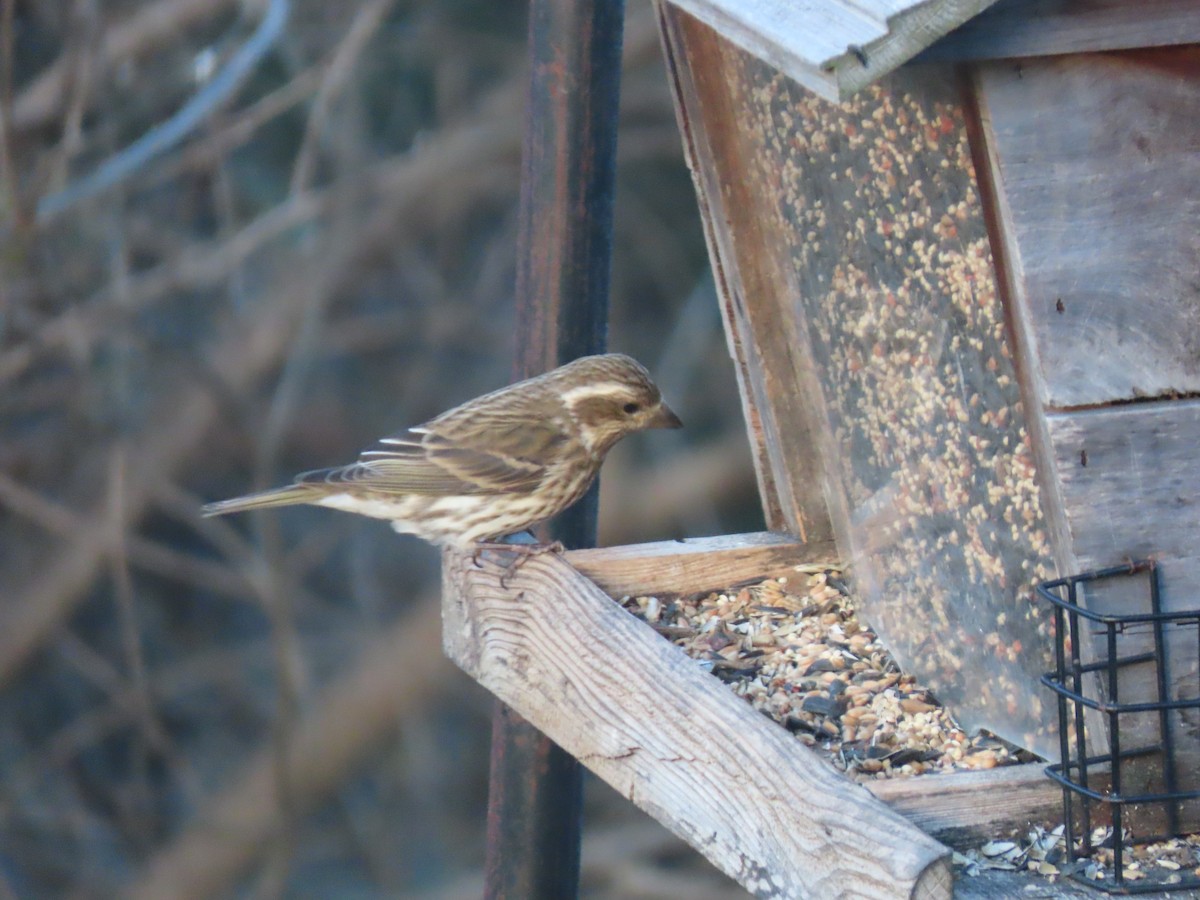 Чечевиця кармінова - ML646857818