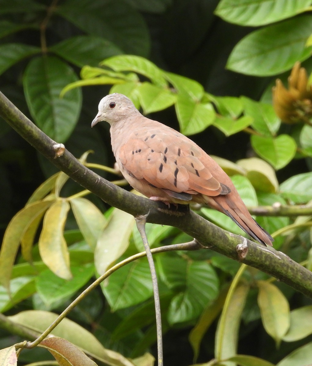 Ruddy Ground Dove - ML646857819