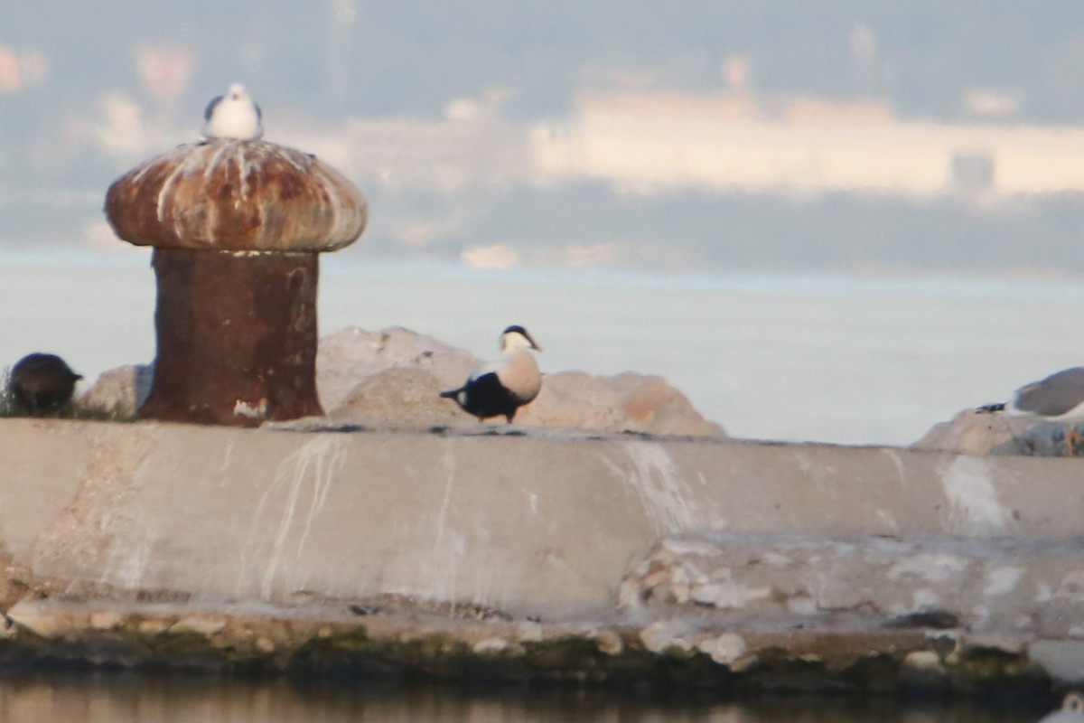 Common Eider - ML646857829