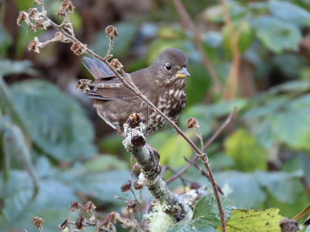 strnadec kaštanový - ML646857831