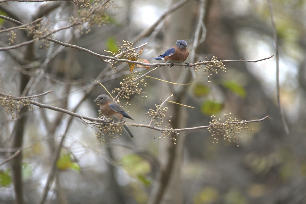 Eastern Bluebird - ML646857834