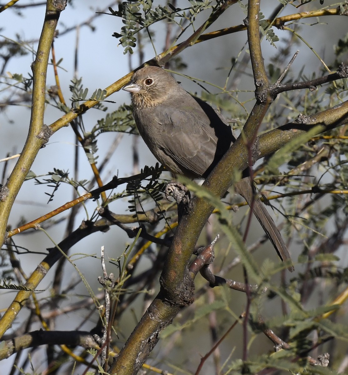 Canyon Towhee - ML646857835