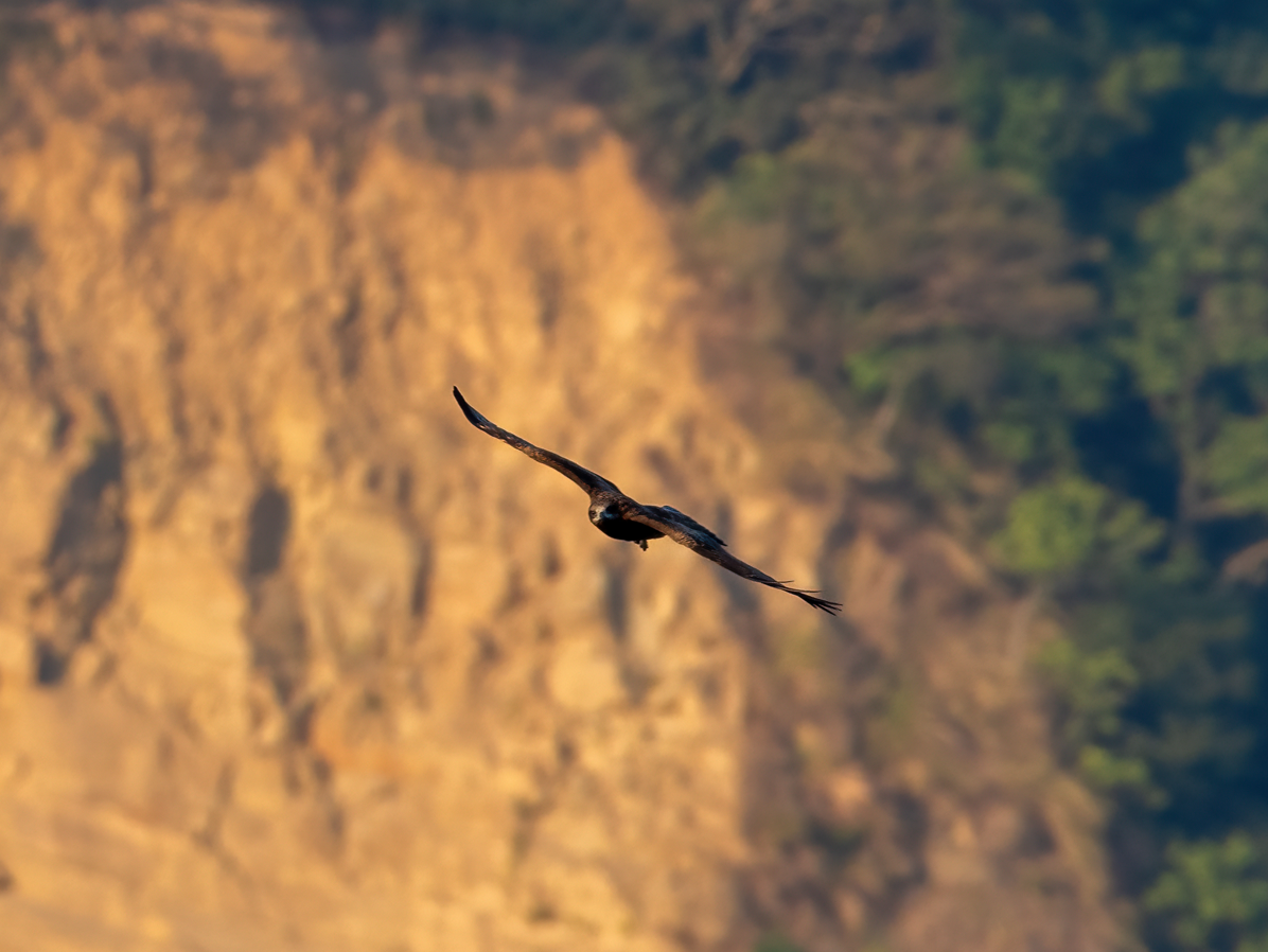 Чёрный коршун - ML646857845