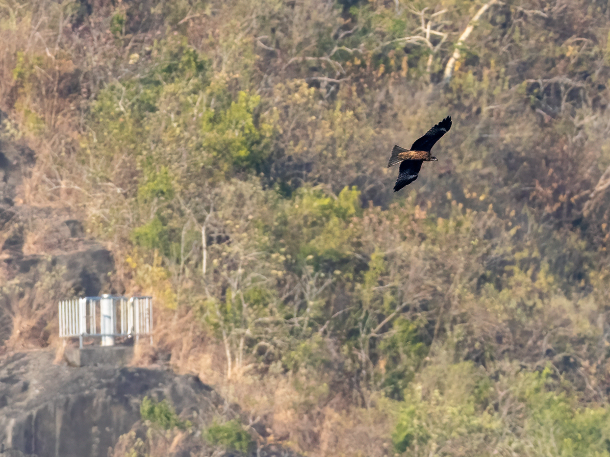 Чёрный коршун - ML646857846