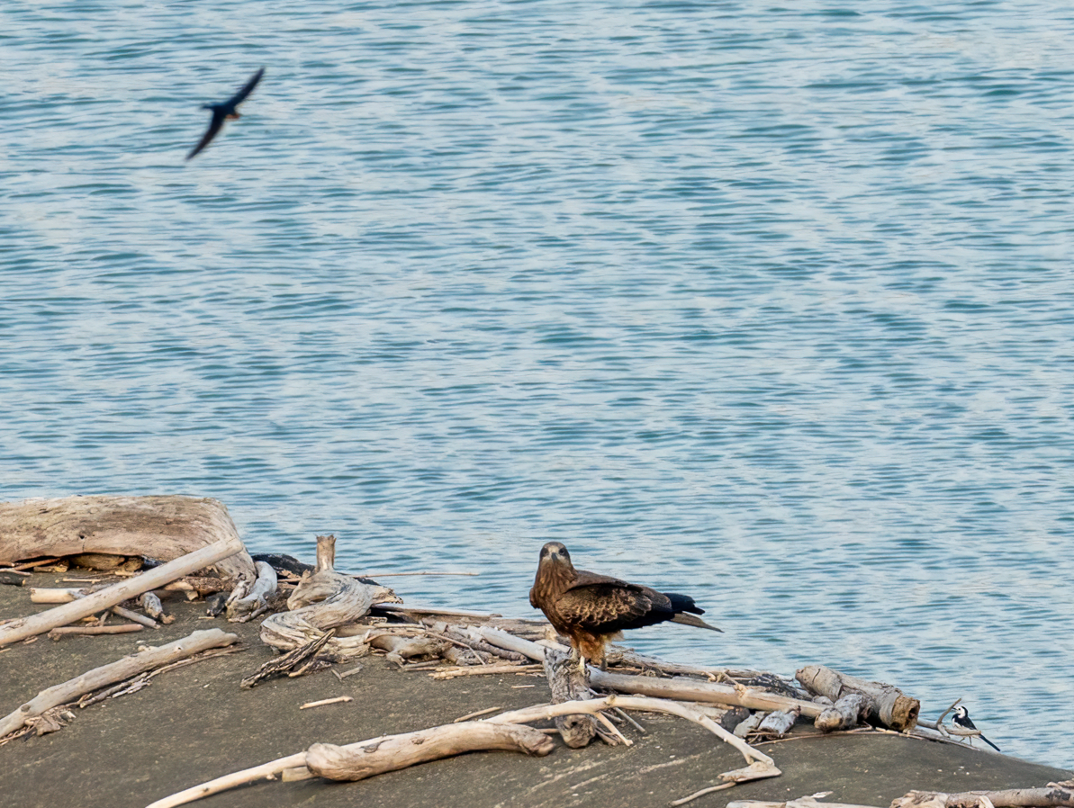 Чёрный коршун - ML646857847