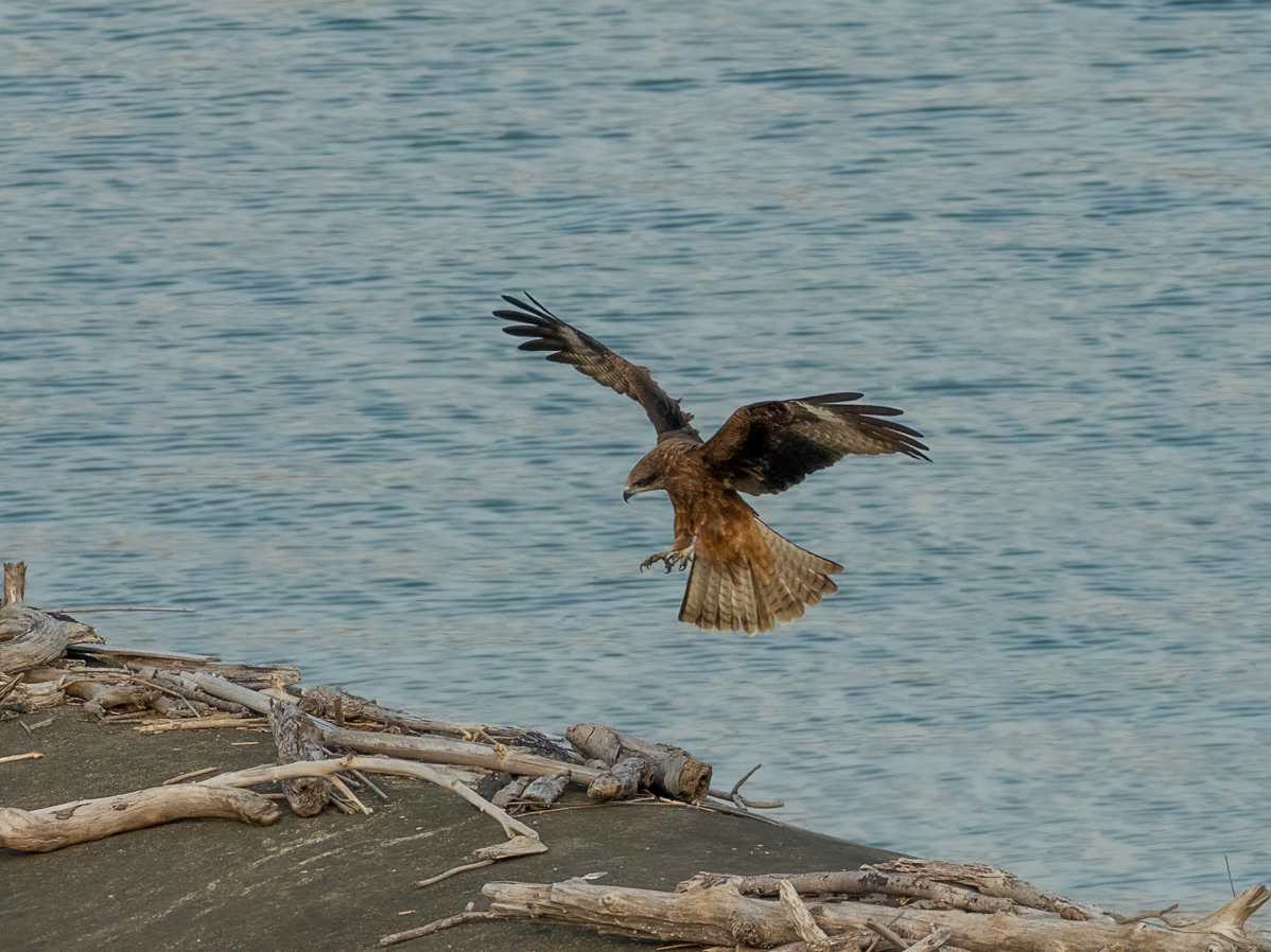 Чёрный коршун - ML646857848