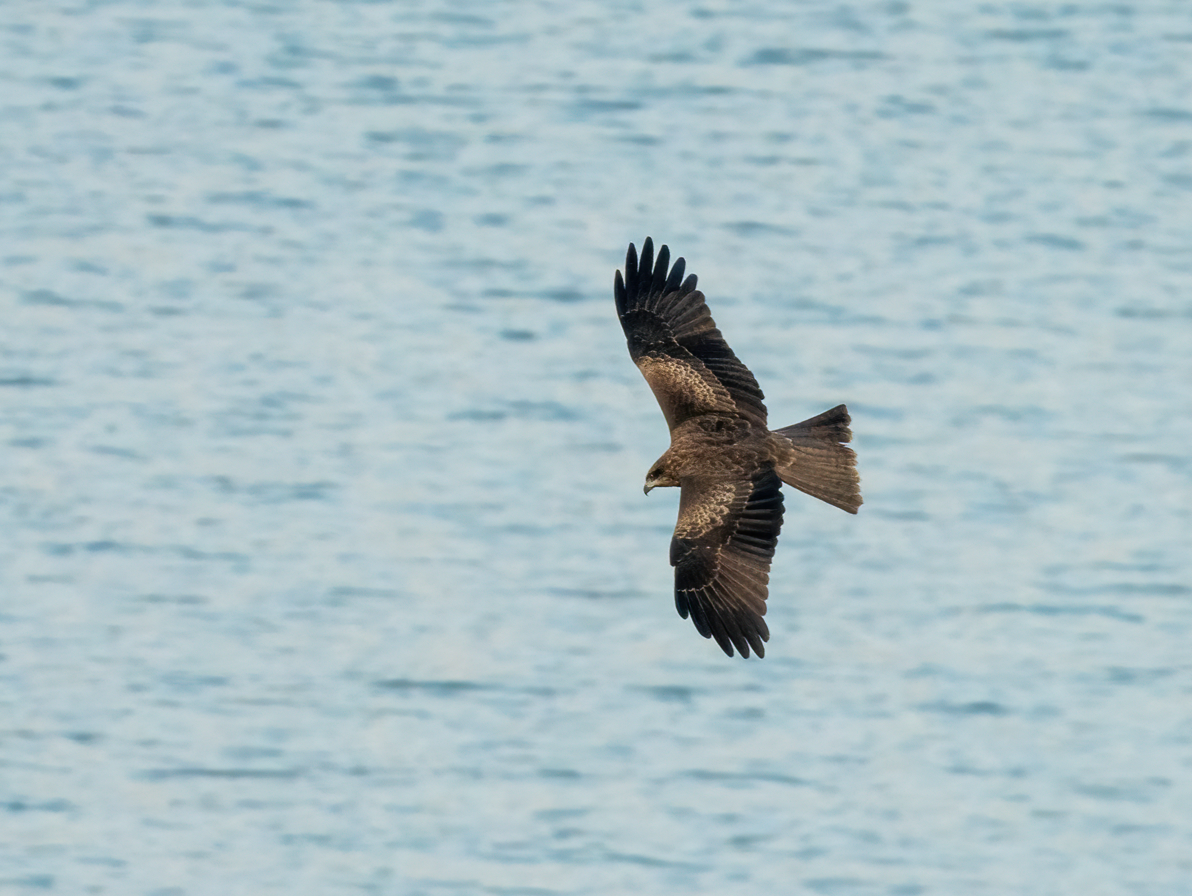 Чёрный коршун - ML646857849