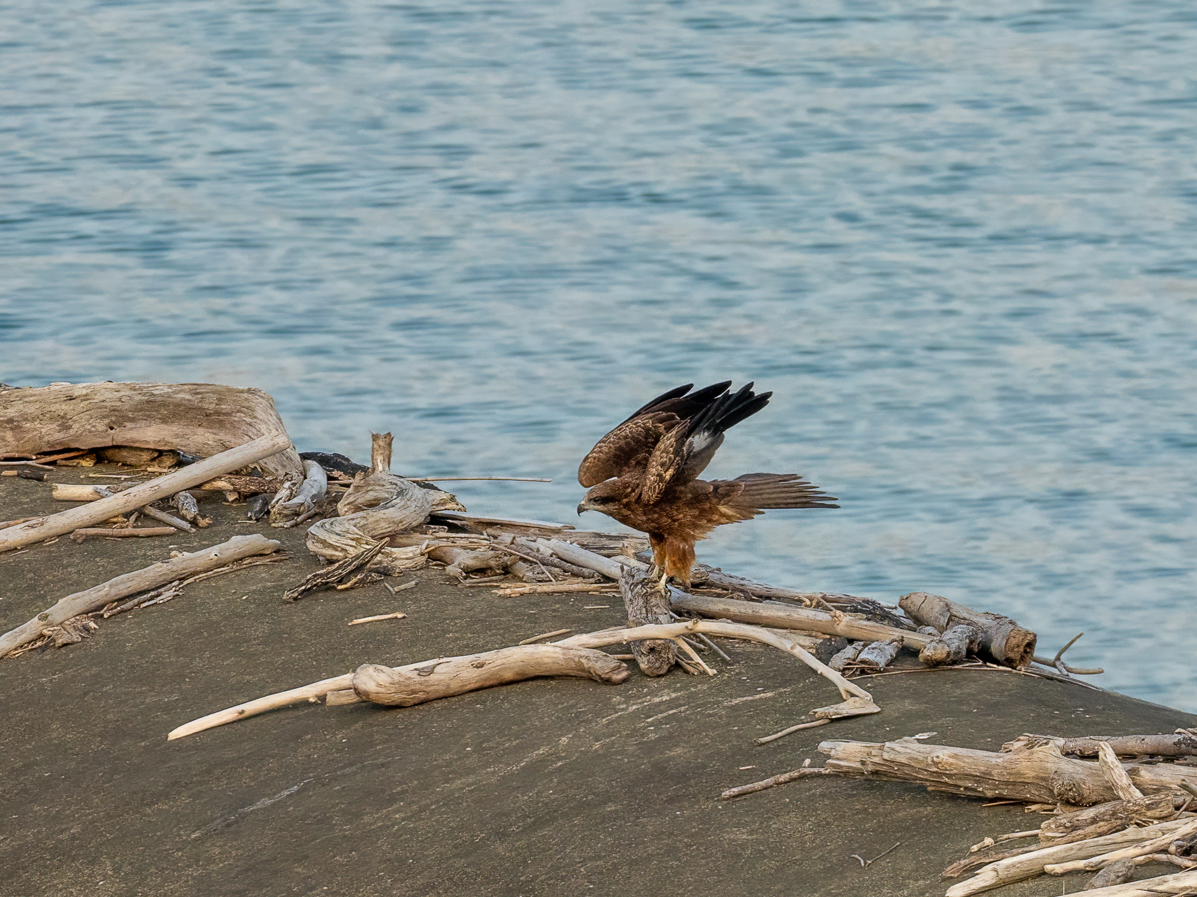 Чёрный коршун - ML646857851