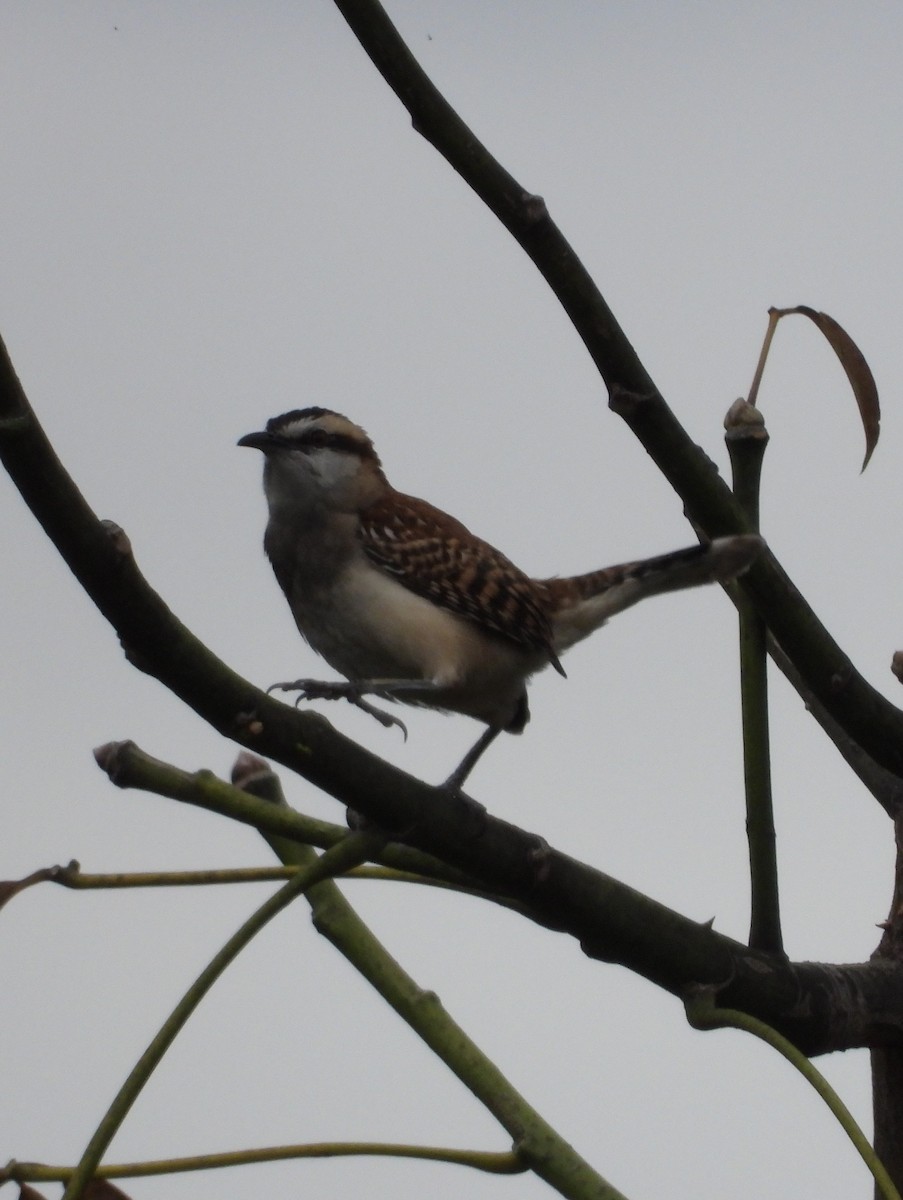 Rufous-backed Wren - ML646857852