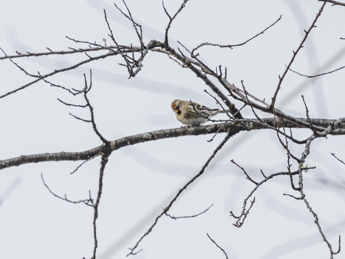 Txoka txikia - ML646857853